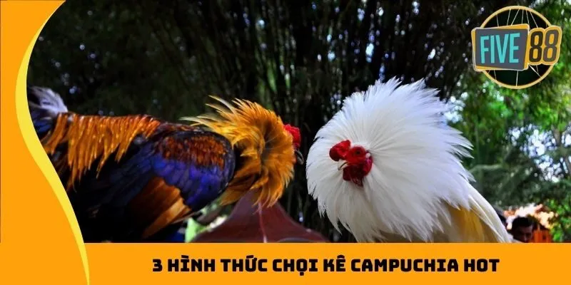 3 hình thức chọi kê Campuchia hot