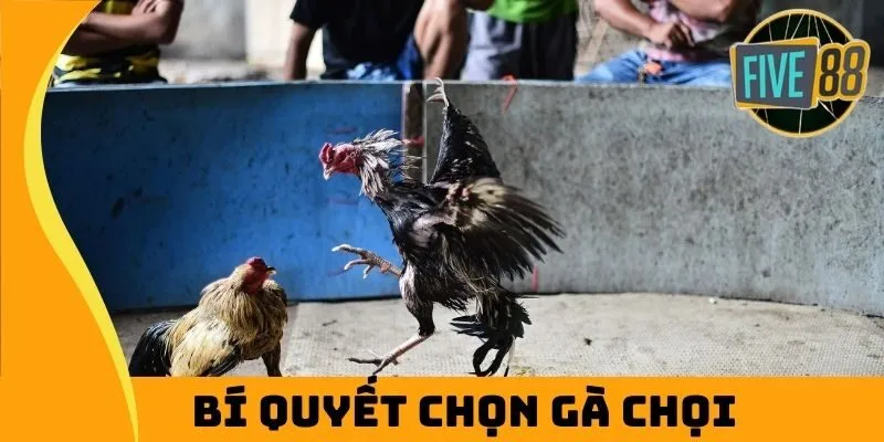 bí quyết chọn gà chọi