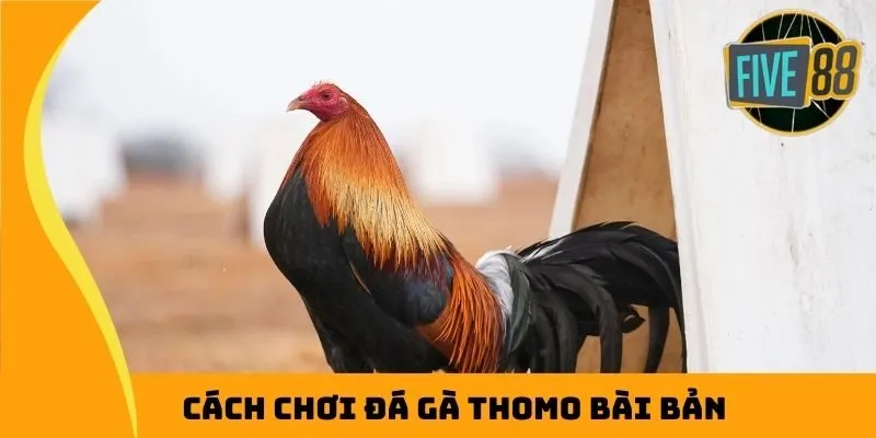 Cách chơi đá gà Thomo bài bản