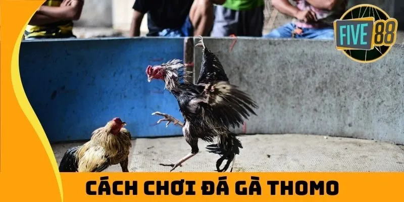 cách chơi đá gà thomo