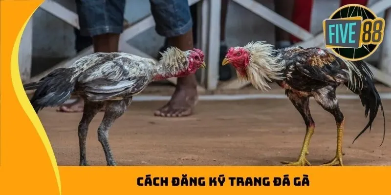 Cách đăng ký trang web đá gà trực tuyến