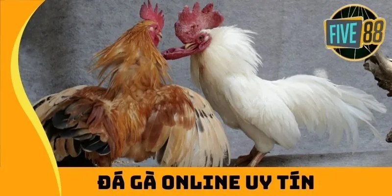 Tổng hợp các kèo đá gà online uy tín nhất 2025