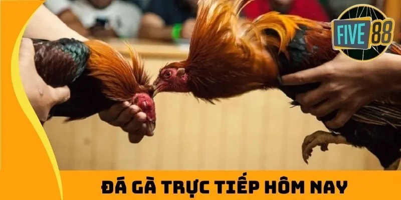 Giới thiệu về các thể loại đá gà trực tiếp hôm nay