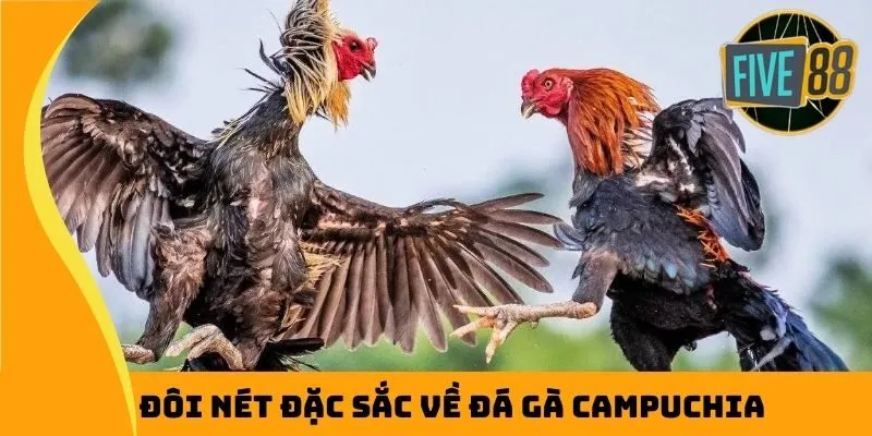 Đôi nét đặc sắc về đá gà Campuchia