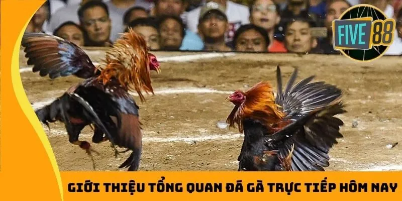 Giới thiệu tổng quan đá gà trực tiếp hôm nay