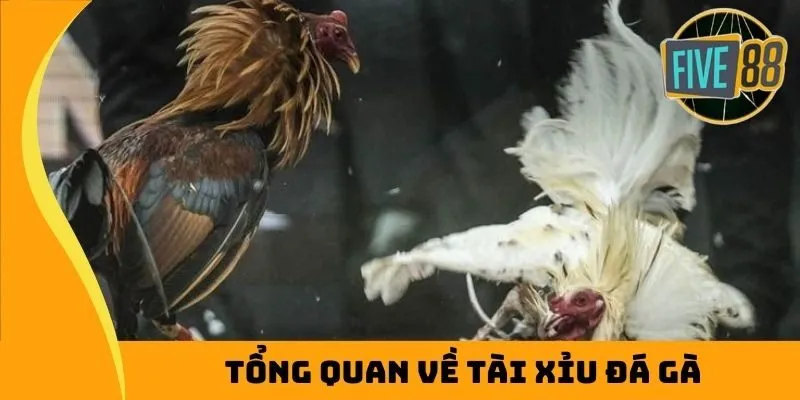 Giới thiệu về tài xỉu đá gà Thomo