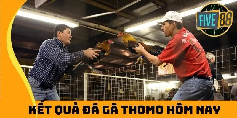 Kết Quả Đá Gà Thomo Hôm Nay