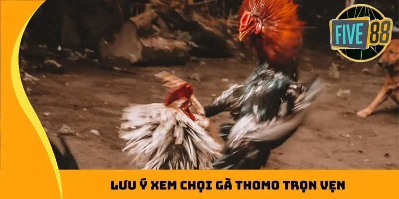 Lưu ý xem chọi gà Thomo trọn vẹn