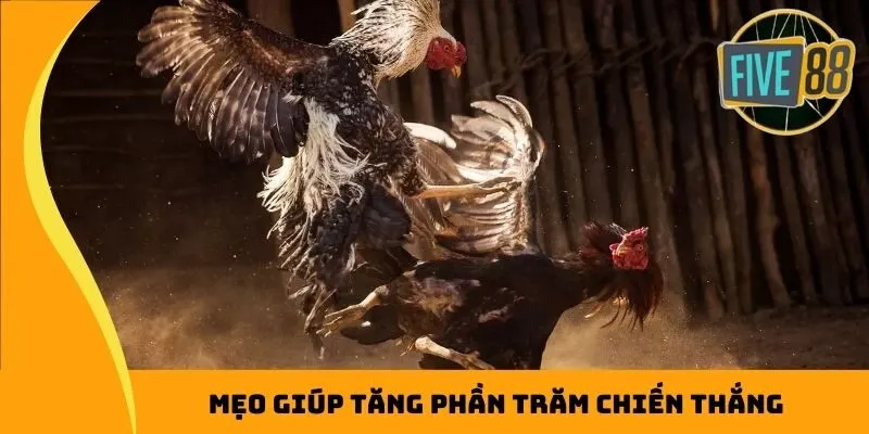 Mẹo giúp tăng phần trăm chiến thắng khi chơi đá gà online