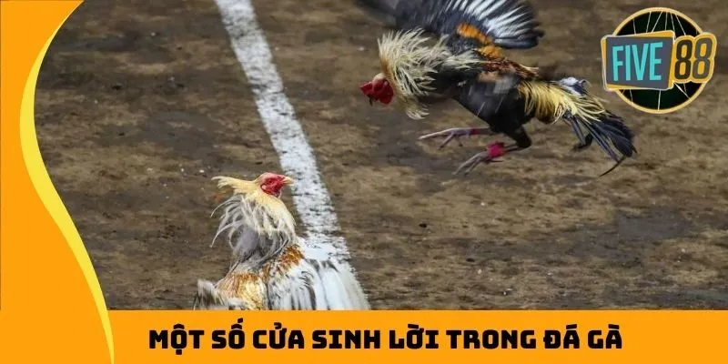 Một số cửa sinh lời trong đá gà