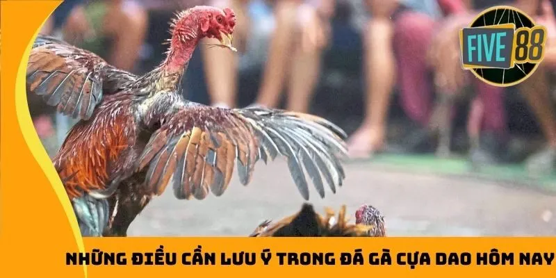 Những điều cần lưu ý trong đá gà cựa dao hôm nay