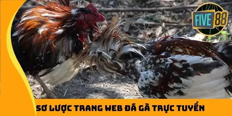 Sơ lược trang web đá gà trực tuyến