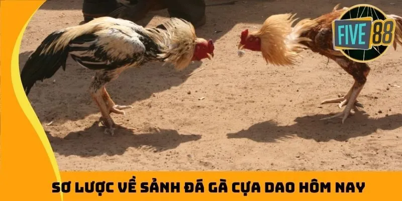 Sơ lược về sảnh đá gà cựa dao hôm nay