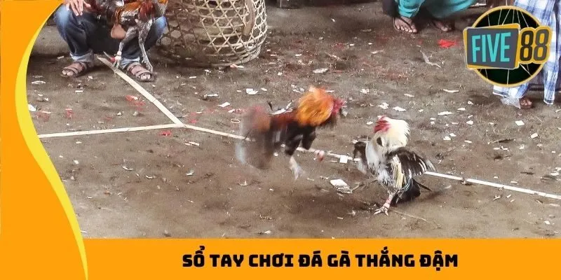 Sổ tay chơi đá gà thắng đậm