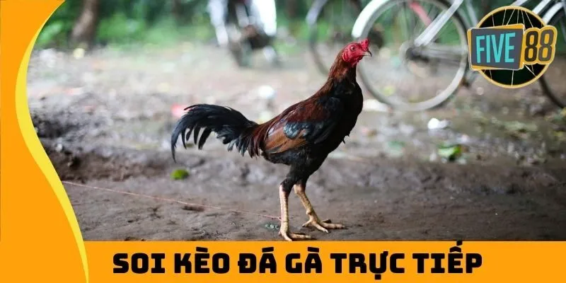 Soi kèo đá gà trực tiếp