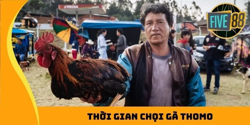 Thời gian chọi gà Thomo