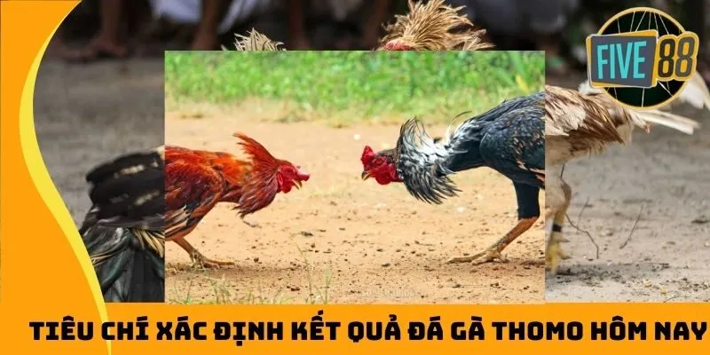 Tiêu chí xác định kết quả đá gà Thomo hôm nay