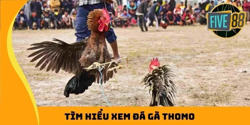 Tìm hiểu xem đá gà Thomo là gì