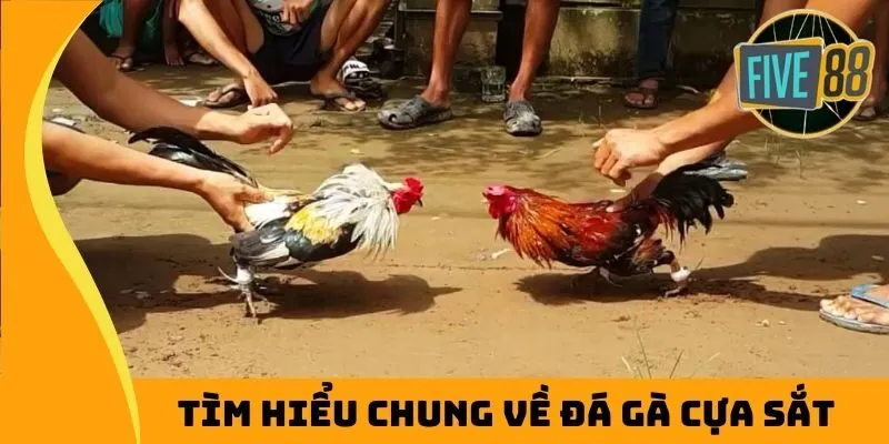 Tổng quan về đá gà cựa sắt