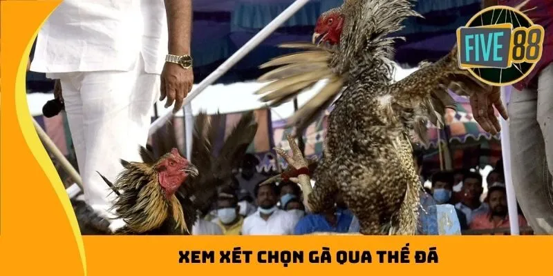 Xem xét chọn gà qua thế đá