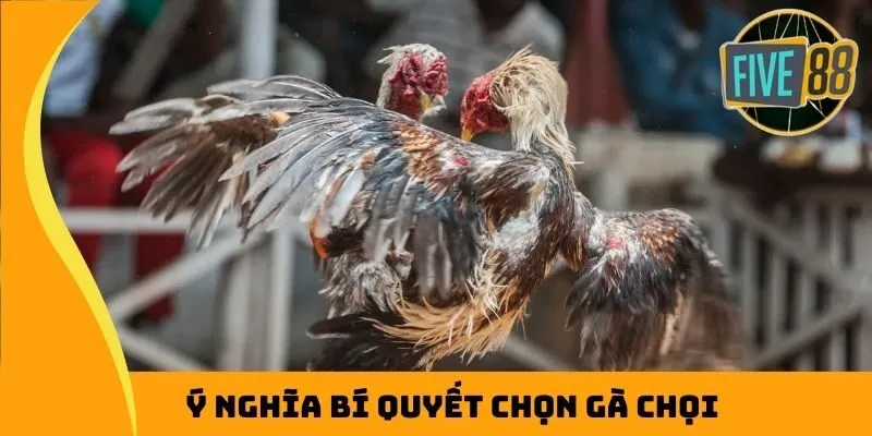 Ý nghĩa bí quyết chọn gà chọi